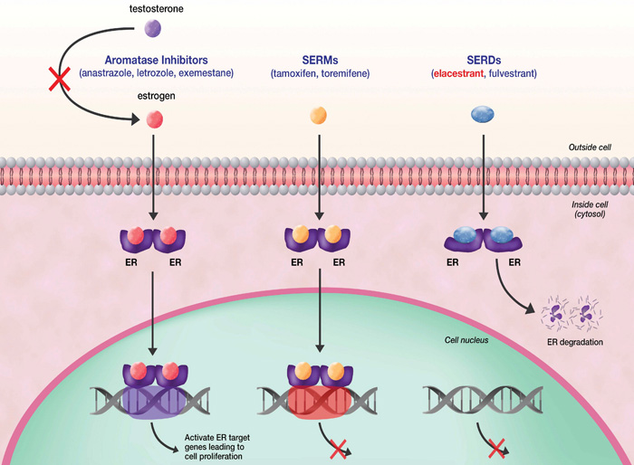 Механизм действия гормонотерапии при гормонозависимом HER2-негативном раке молочной железы